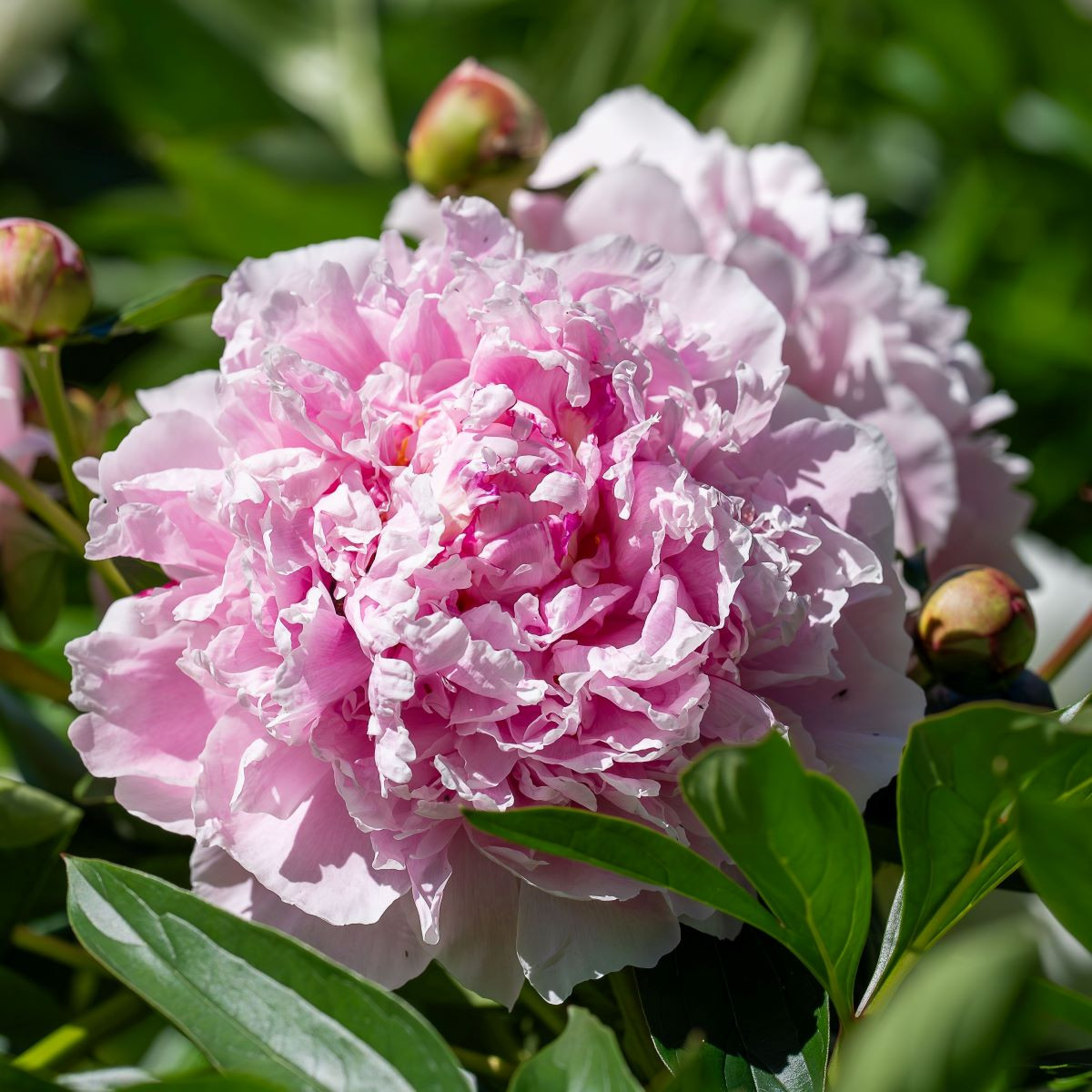 Pivoňka Sarah Bernhardt - Paeonia lactiflora - prodej cibulovin - 1 ks