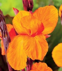 Dosna Jivago - Canna - prodej cibulovin - 1 ks