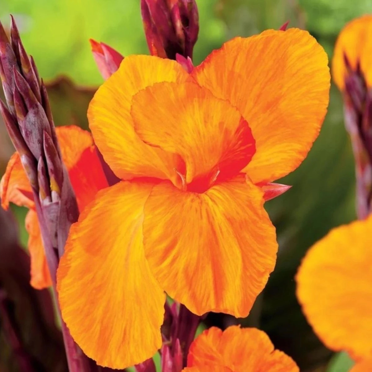 Dosna Jivago - Canna - prodej cibulovin - 1 ks