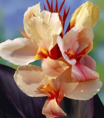 Dosna Angel Martin - Canna - prodej cibulovin - 1 ks