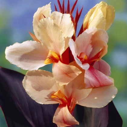 Dosna Angel Martin - Canna - prodej cibulovin - 1 ks