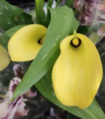 Kala Albomaculata - Zantedeschia - prodej cibulovin - 1 ks