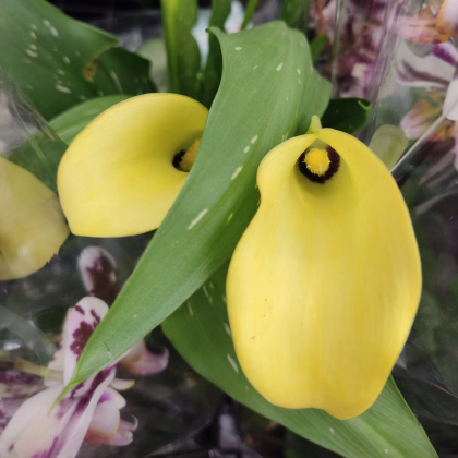 Kala Albomaculata - Zantedeschia - prodej cibulovin - 1 ks