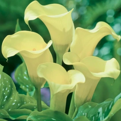 Kala Albomaculata - Zantedeschia - prodej cibulovin - 1 ks