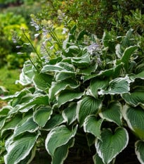 Bohyška - Hosta Patriot - prodej cibulovin - 1 ks