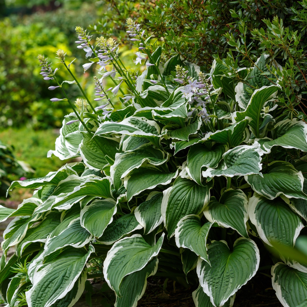 Bohyška - Hosta Patriot - prodej cibulovin - 1 ks