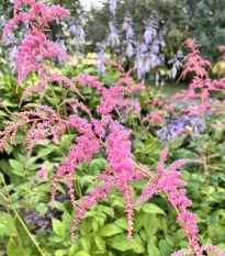 Čechrava Thunbergii Straussenfeder - Astilbe - prodej cibulovin - 1 ks
