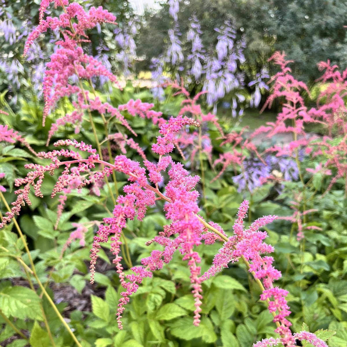 Čechrava Thunbergii Straussenfeder - Astilbe - prodej cibulovin - 1 ks