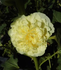 Topolovka žlutá - Alcea rosea - prodej prostokořenných sazenic - 1 ks