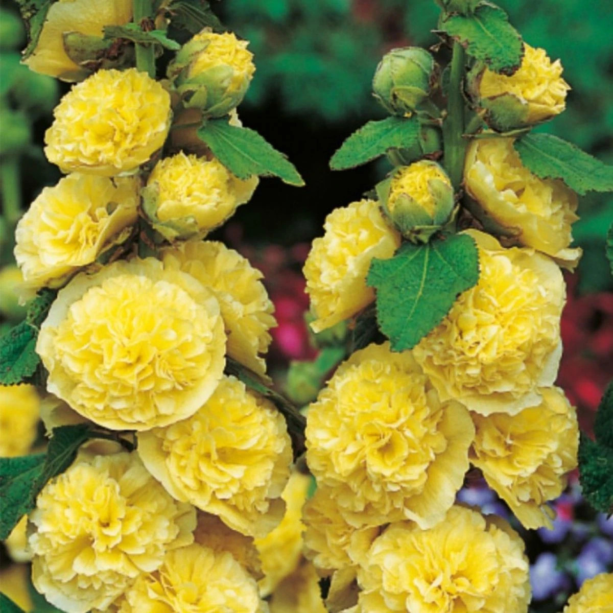 Topolovka žlutá - Alcea rosea - prodej prostokořenných sazenic - 1 ks