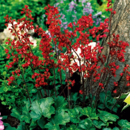 Dlužicha krvavá - Heuchera sanquinea - prodej prostokořenných sazenic - 1 ks