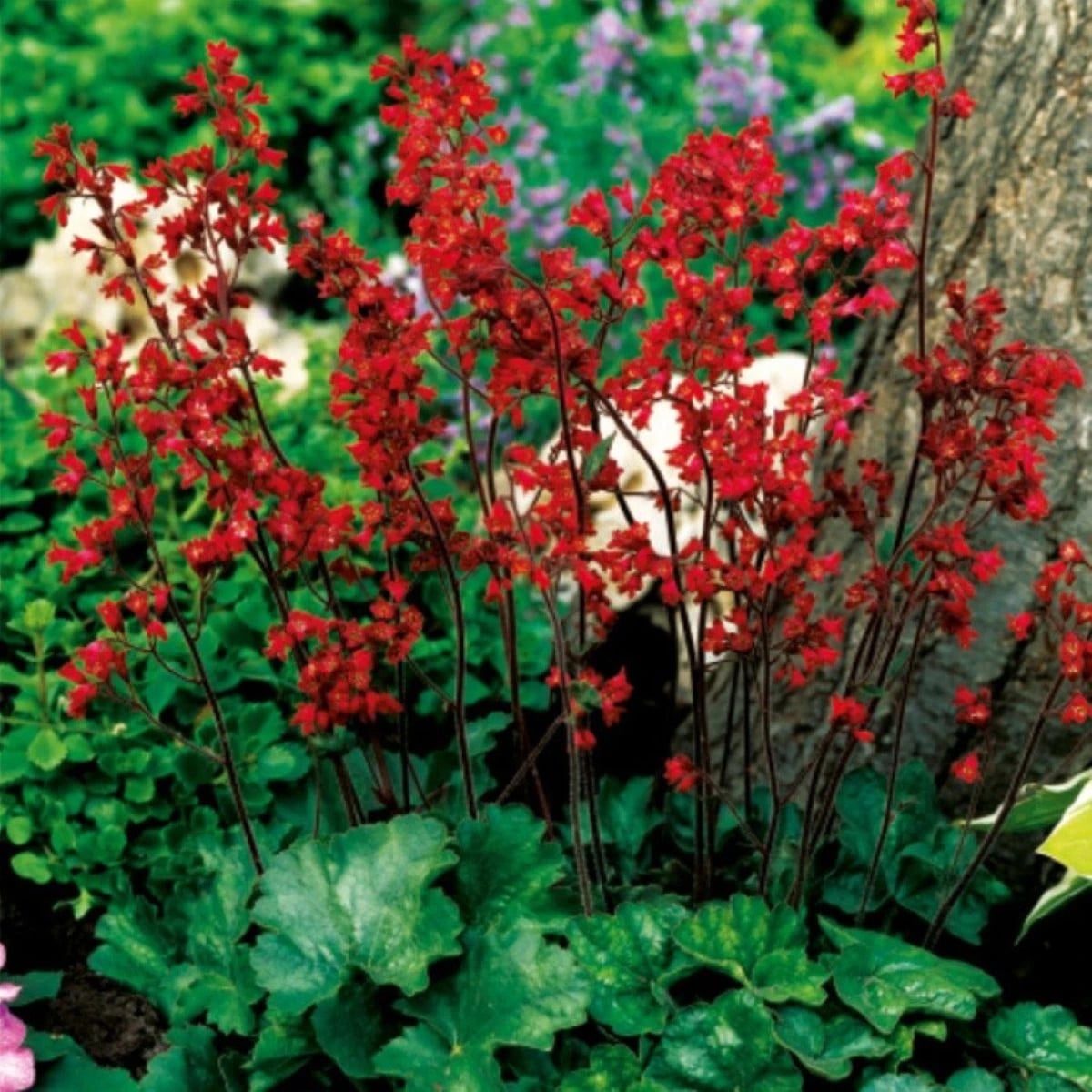 Dlužicha krvavá - Heuchera sanquinea - prodej prostokořenných sazenic - 1 ks