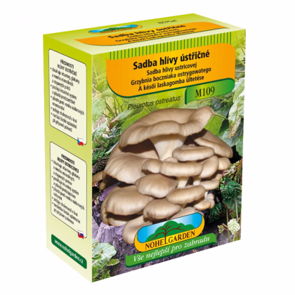 Hlíva ústřičná - Pleurotus ostreatus - sadba - prodej - 250 ml
