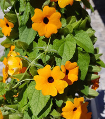 Smatovka křídlatá Černooká Zuzana pnoucí - Thunbergia alata - prodej semen - 12 ks