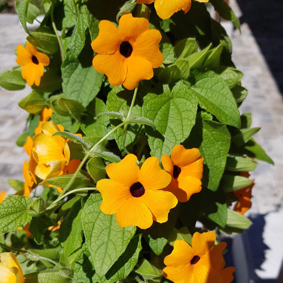 Smatovka křídlatá Černooká Zuzana pnoucí - Thunbergia alata - prodej semen - 12 ks