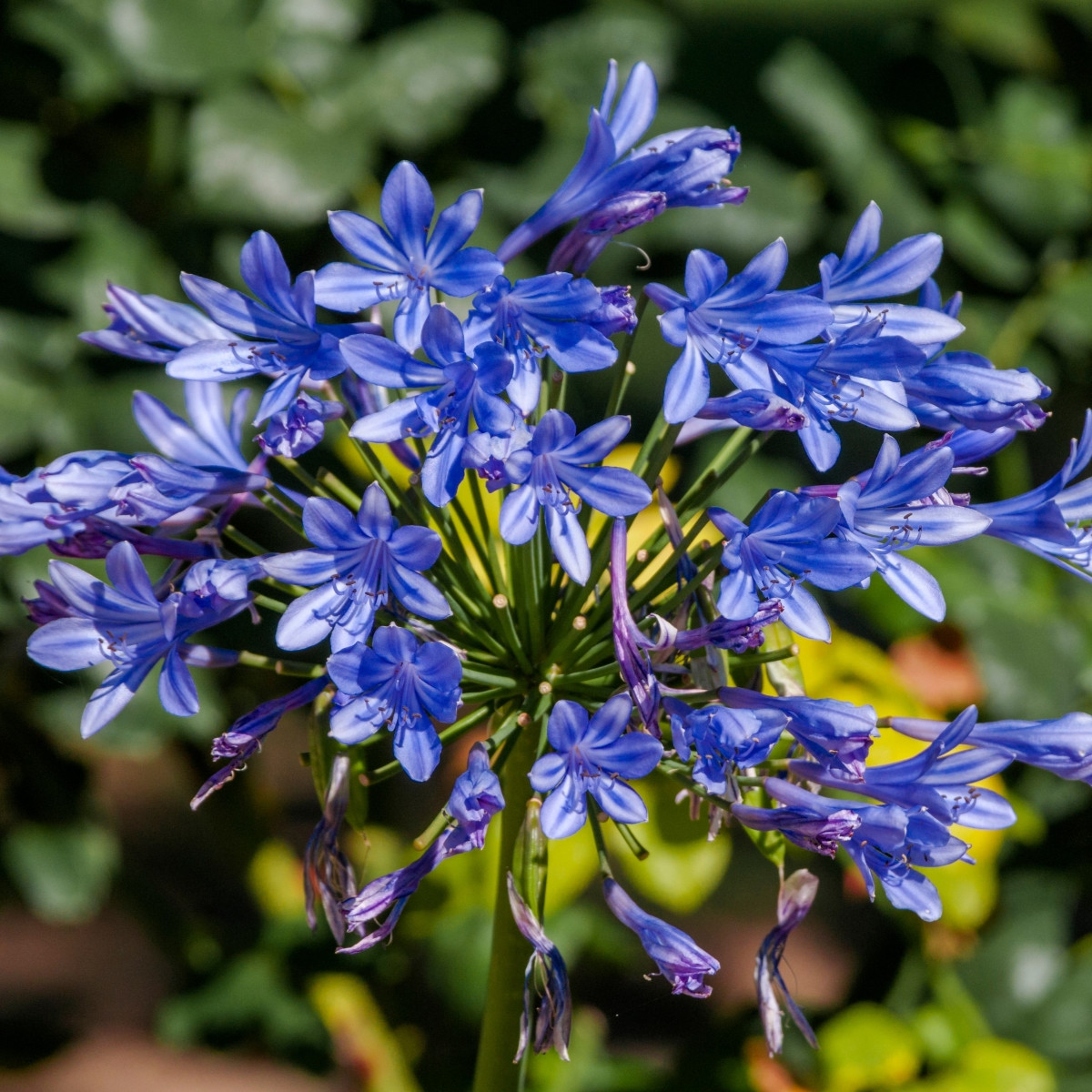 Kalokvět modrý - Agapanthus praecox - prodej prostokořenných sazenic - 1 ks