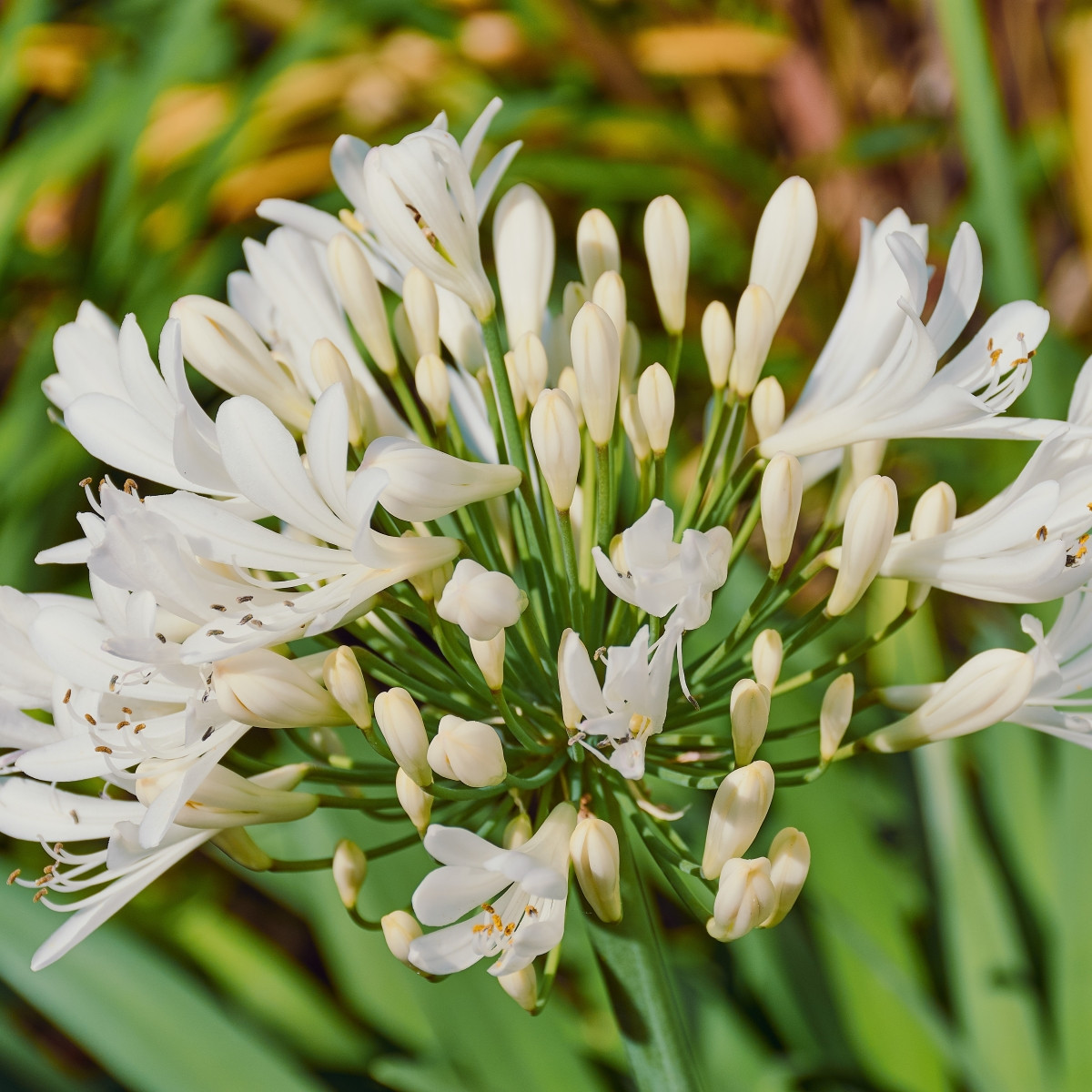 Kalokvět bílý - Agapanthus praecox - prodej prostokořenných sazenic - 1 ks