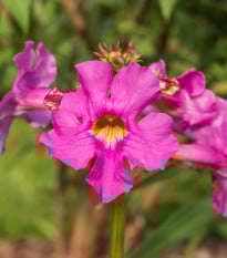 Dvojostice růžová - Incarvillea delavayi - prodej cibulovin - 1 ks