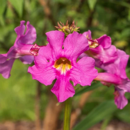 Dvojostice růžová - Incarvillea delavayi - prodej cibulovin - 1 ks