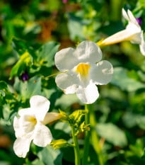 Dvojostice bílá - Incarvillea delavayi - prodej cibulovin - 1 ks