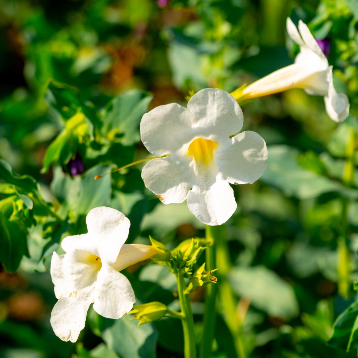 Dvojostice bílá - Incarvillea delavayi - prodej cibulovin - 1 ks