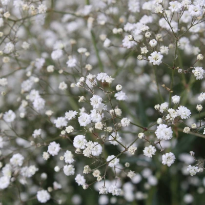 Šáter latnatý bílý - Gypsophila paniculata - prodej prostokořenných sazenic - 1 ks