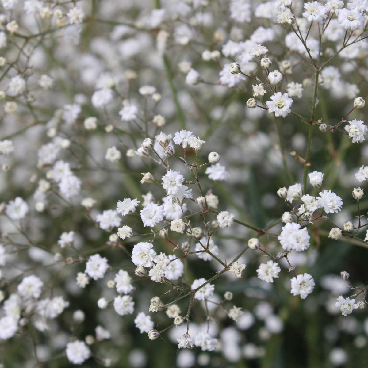 Šáter latnatý bílý - Gypsophila paniculata - prodej prostokořenných sazenic - 1 ks
