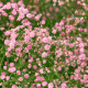 Šáter latnatý růžový - Gypsophila paniculata - prodej prostokořenných sazenic - 1 ks