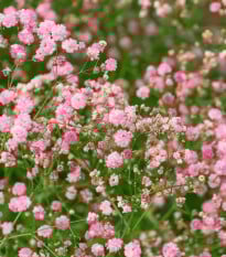 Šáter latnatý růžový - Gypsophila paniculata - prodej prostokořenných sazenic - 1 ks