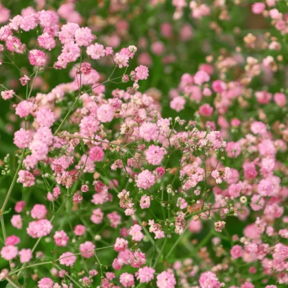 Šáter latnatý růžový - Gypsophila paniculata - prodej prostokořenných sazenic - 1 ks