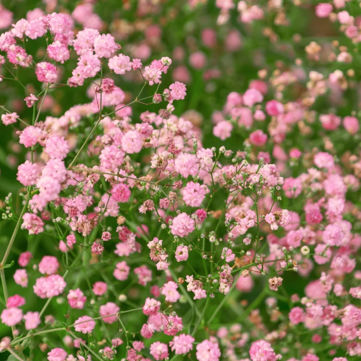 Šáter latnatý růžový - Gypsophila paniculata - prodej prostokořenných sazenic - 1 ks
