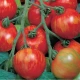 Rajče tyčkové melounové Duo - Lycopersicon esculentum mill - prodej semen - 35 ks