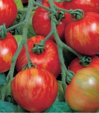 Rajče tyčkové melounové Duo - Lycopersicon esculentum mill - prodej semen - 35 ks