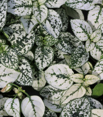 Podrostovka listoklasá Splash Select White - Hypoestes - prodej semen - 30 ks