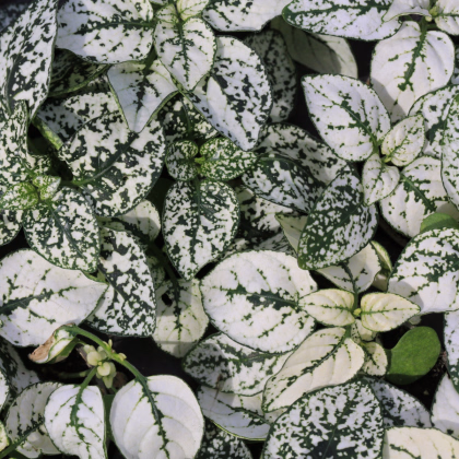 Podrostovka listoklasá Splash Select White - Hypoestes - prodej semen - 30 ks