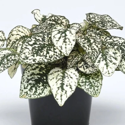 Podrostovka listoklasá Splash Select White - Hypoestes - prodej semen - 30 ks