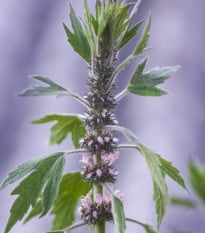 Srdečník sibiřský - Leonurus sibiricus - prodej semen - 50 ks