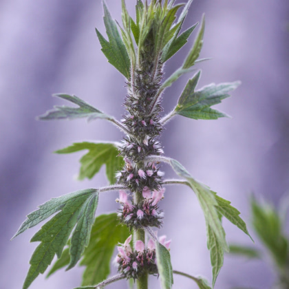 Srdečník sibiřský - Leonurus sibiricus - prodej semen - 50 ks