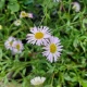 Turan Karwinského Profusion - Erigeron karvinskianus - prodej semen - 50 ks