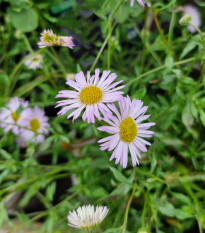 Turan Karwinského Profusion - Erigeron karvinskianus - prodej semen - 50 ks