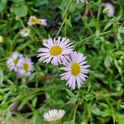 Turan Karwinského Profusion - Erigeron karvinskianus - prodej semen - 50 ks