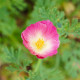 Sluncovka kalifornská plnokvětá růžová - Eschscholzia californica - prodej semen - 150 ks