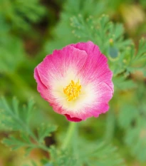 Sluncovka kalifornská plnokvětá růžová - Eschscholzia californica - prodej semen - 150 ks