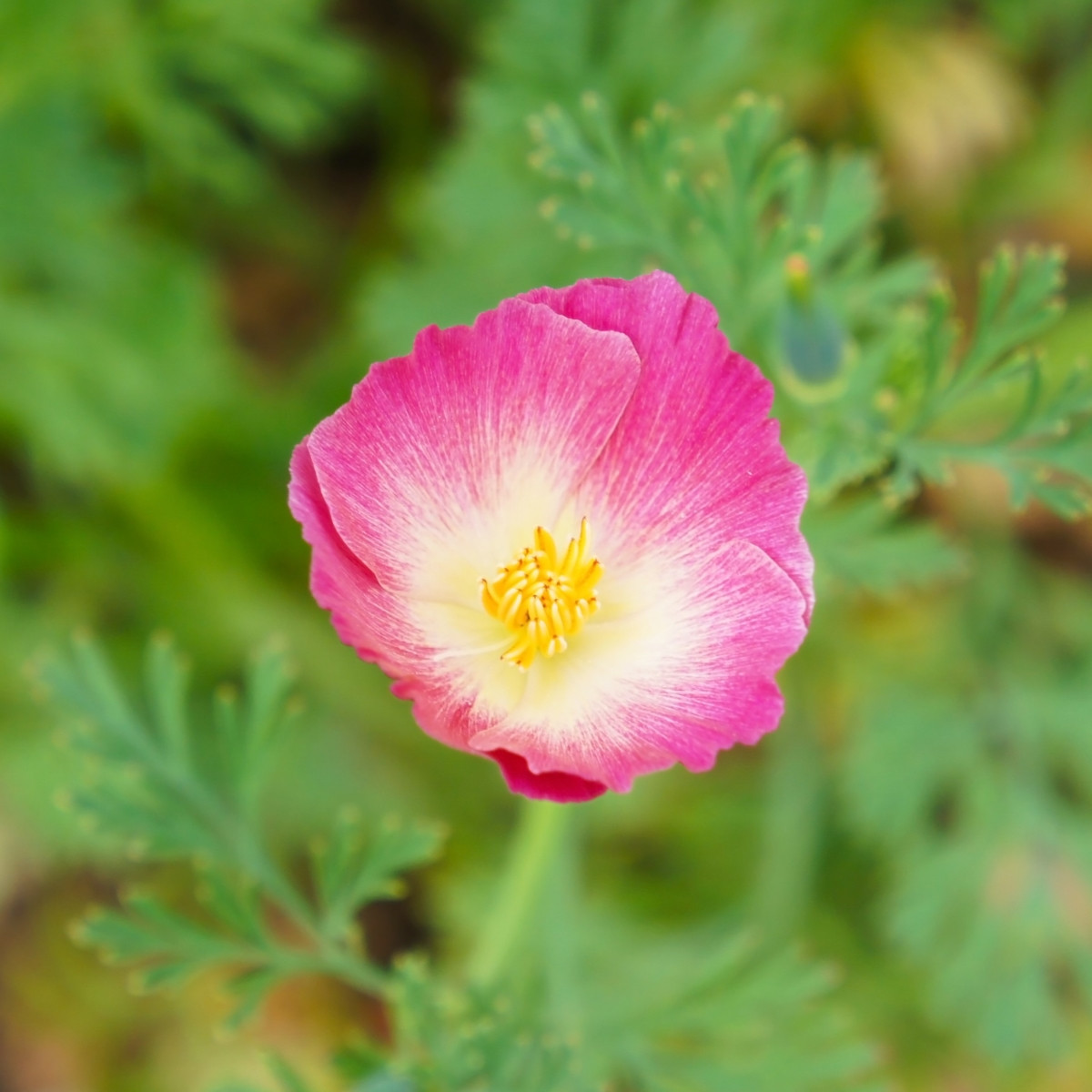 Sluncovka kalifornská plnokvětá růžová - Eschscholzia californica - prodej semen - 150 ks