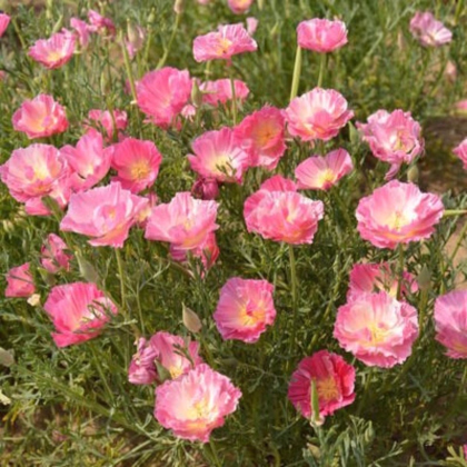 Sluncovka kalifornská plnokvětá růžová - Eschscholzia californica - prodej semen - 150 ks