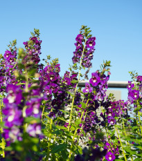 Angelonie úzkolistá Serenita purple - Angelonia serenita - semena angelonie - 6 ks