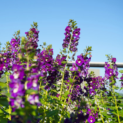 Angelonie úzkolistá Serenita purple - Angelonia serenita - semena angelonie - 6 ks