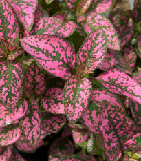 Podrostovka listoklasá Splash Select Rose - Hypoestes - prodej semen - 30 ks