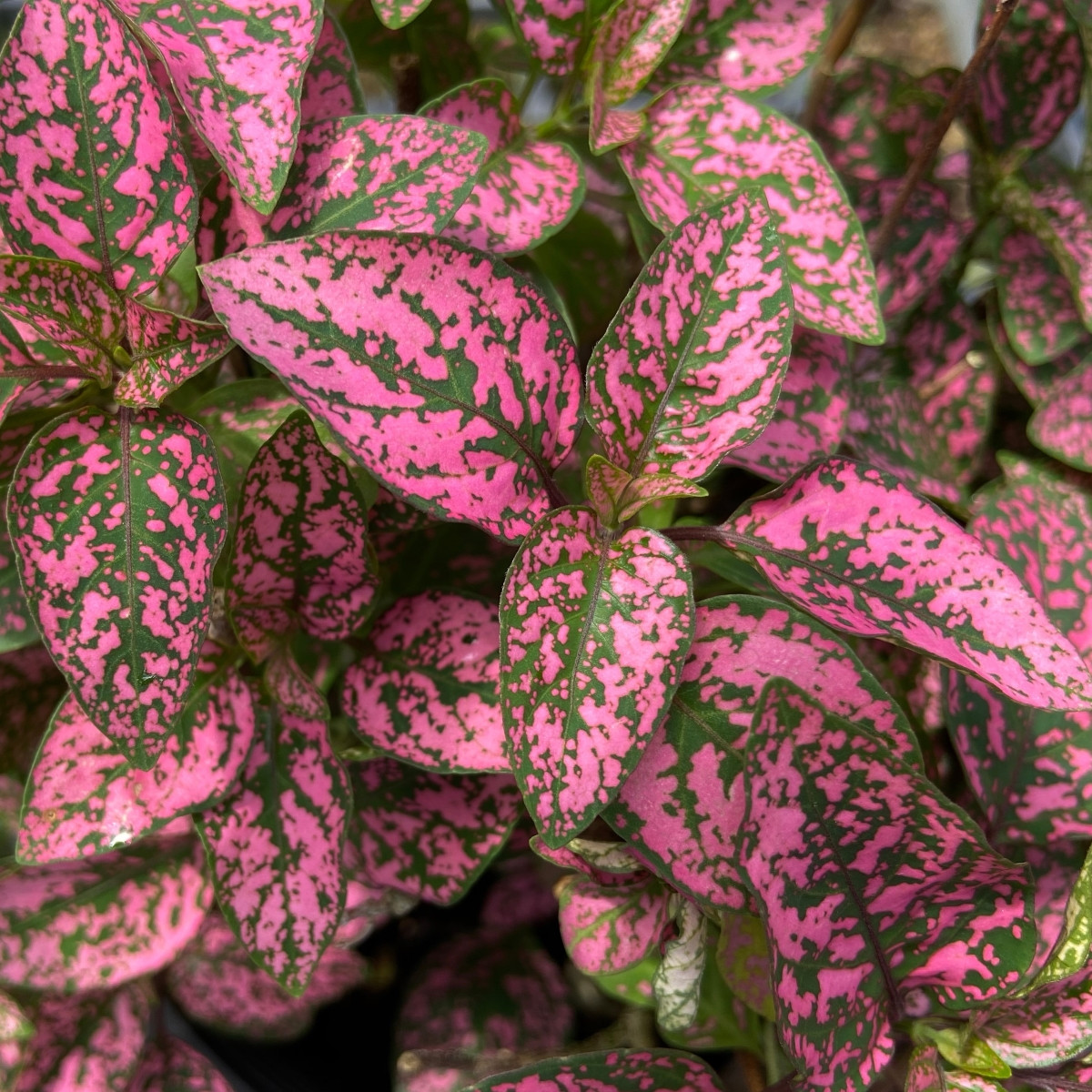 Podrostovka listoklasá Splash Select Rose - Hypoestes - prodej semen - 30 ks