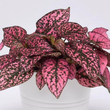 Podrostovka listoklasá Splash Select Rose - Hypoestes - prodej semen - 30 ks